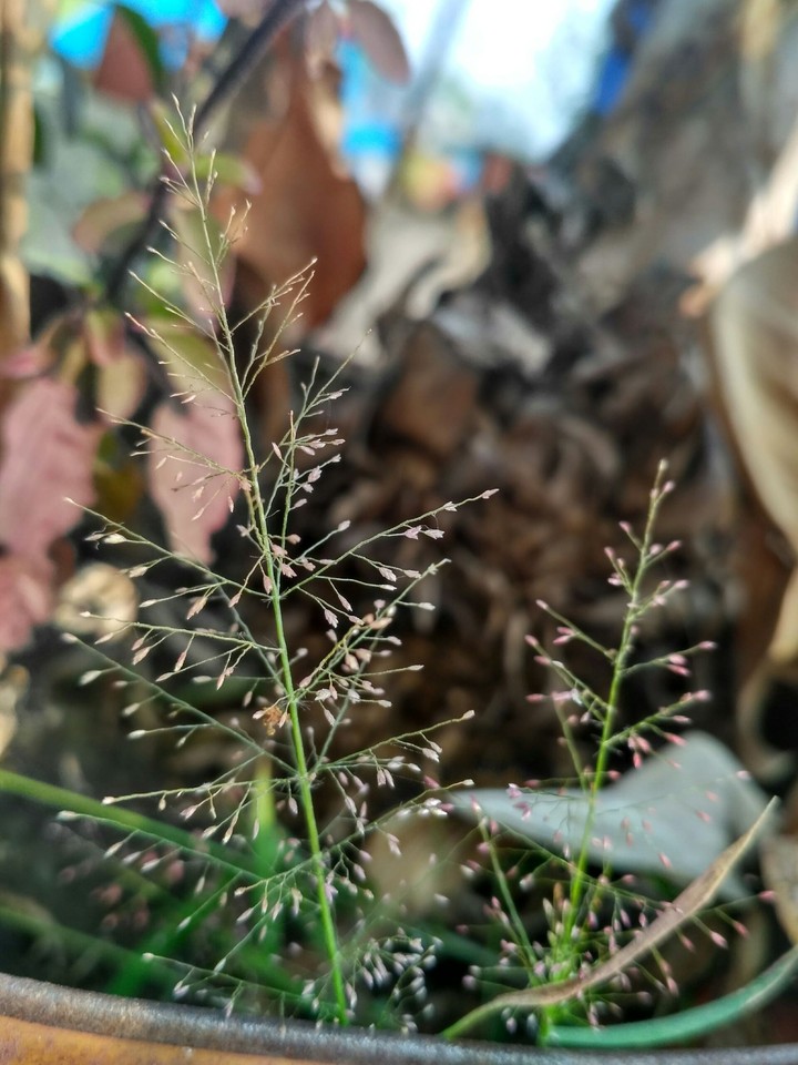 plant