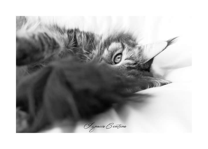 mirada