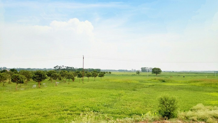 field