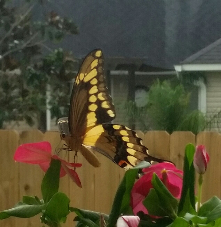 Beautiful visitor
