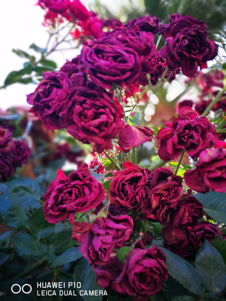 purple roses