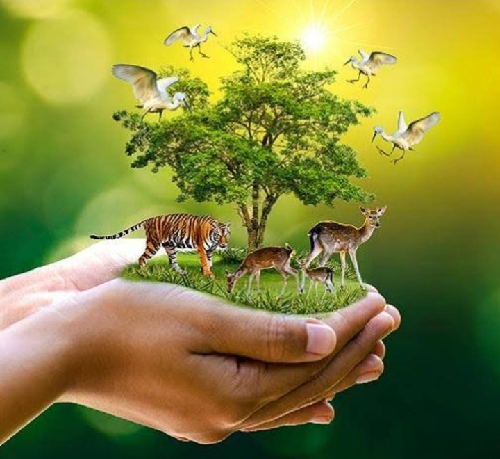 விதை