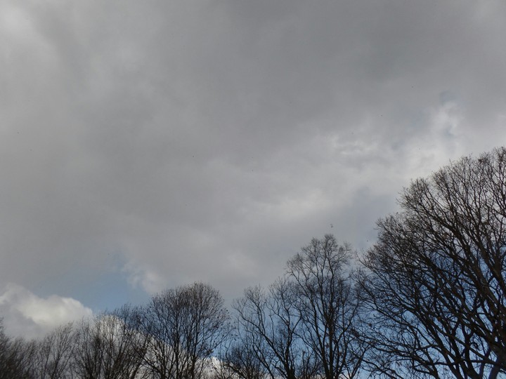 trees