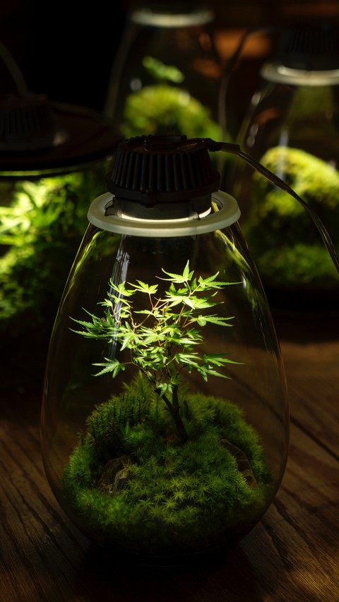 Plant