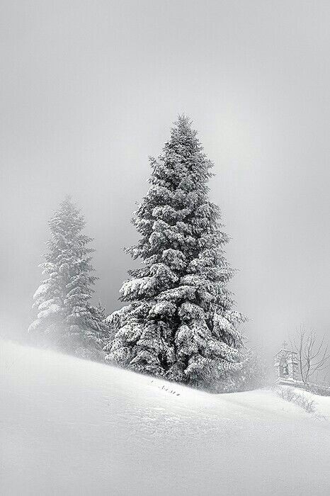 White pine trees