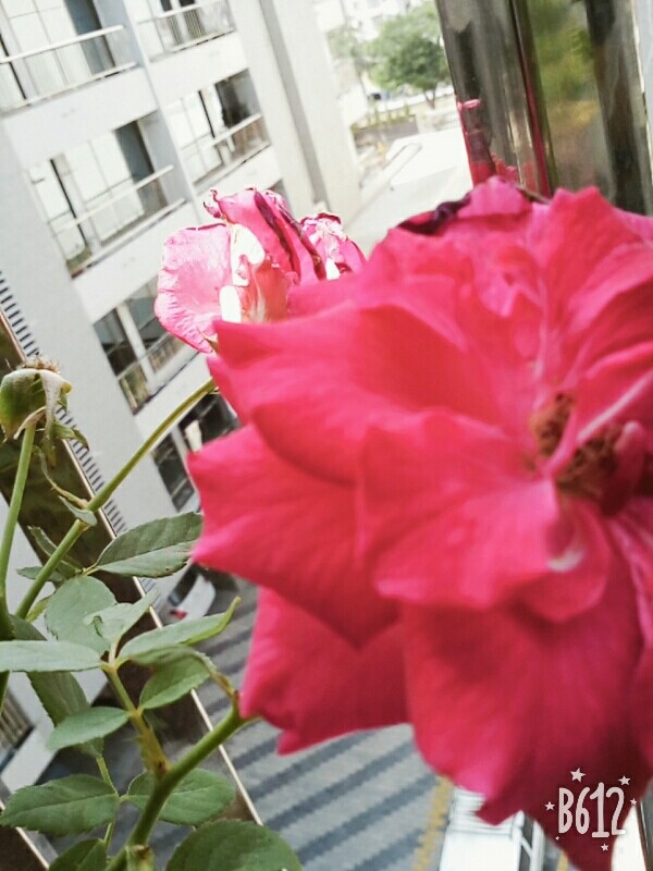 Red Rose