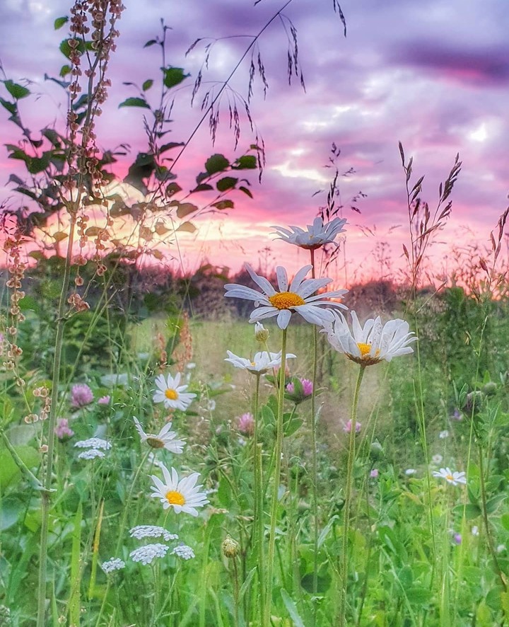 in the meadow...