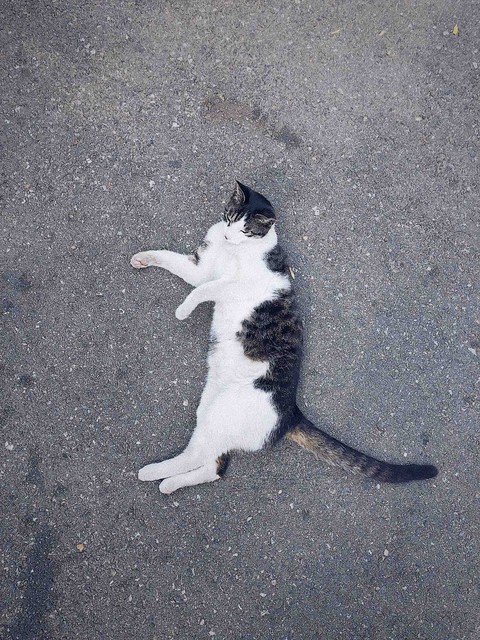 lazy