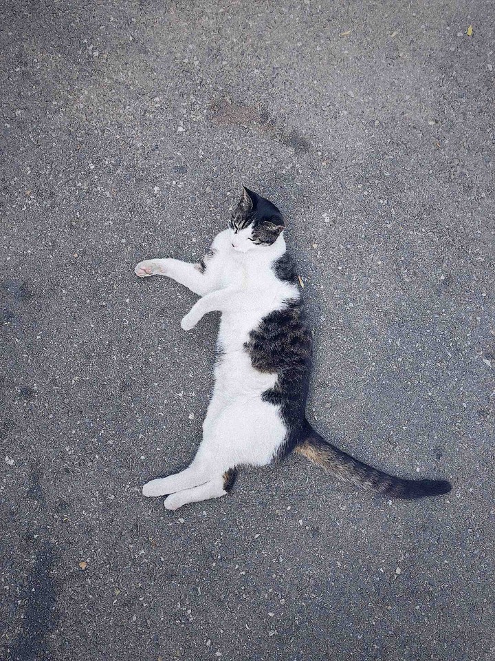 lazy