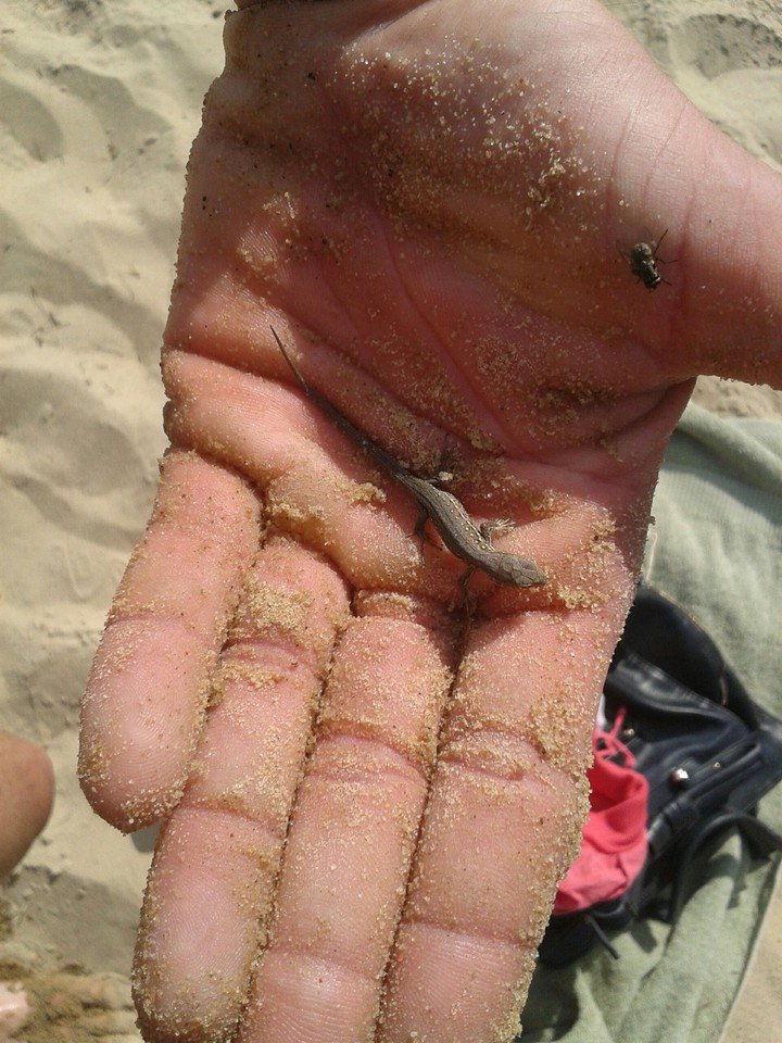 Lizard