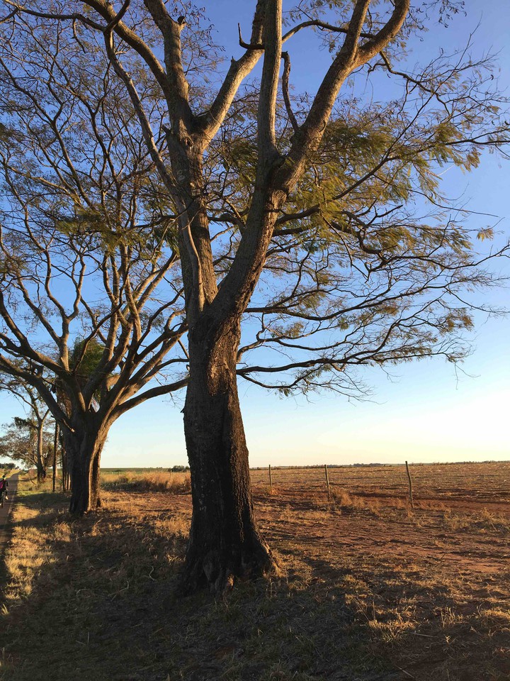 Araçatuba - SP