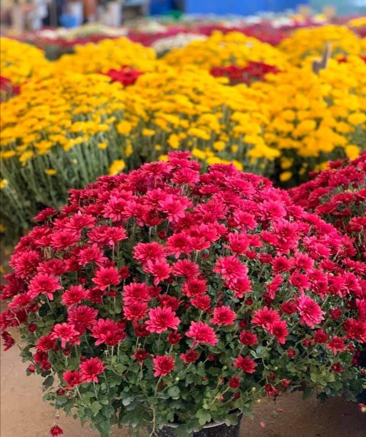 "I must have FLOWERS, always, always" - Monet...