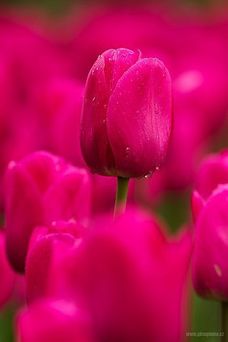Pink tulips.