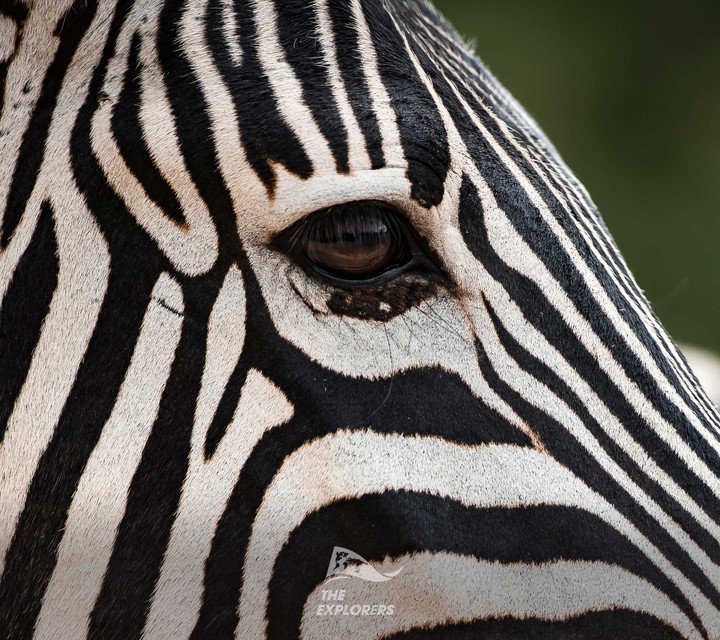 animal