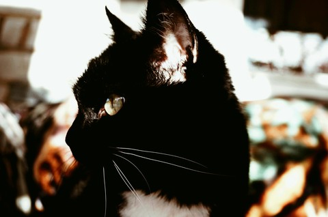 cat
