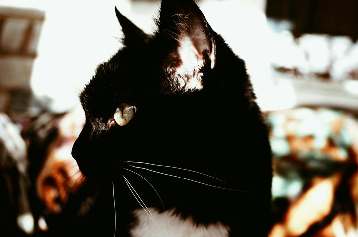 cat