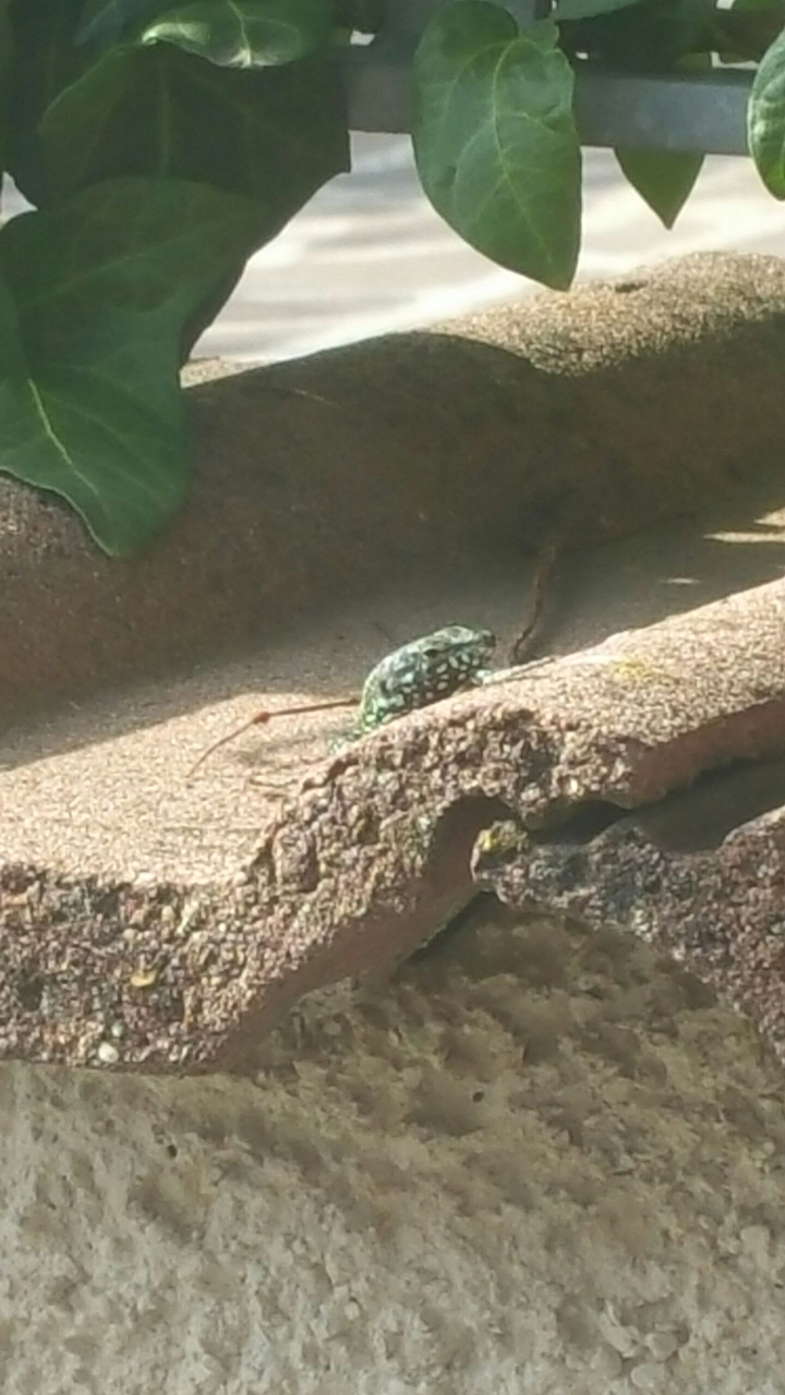 reptile