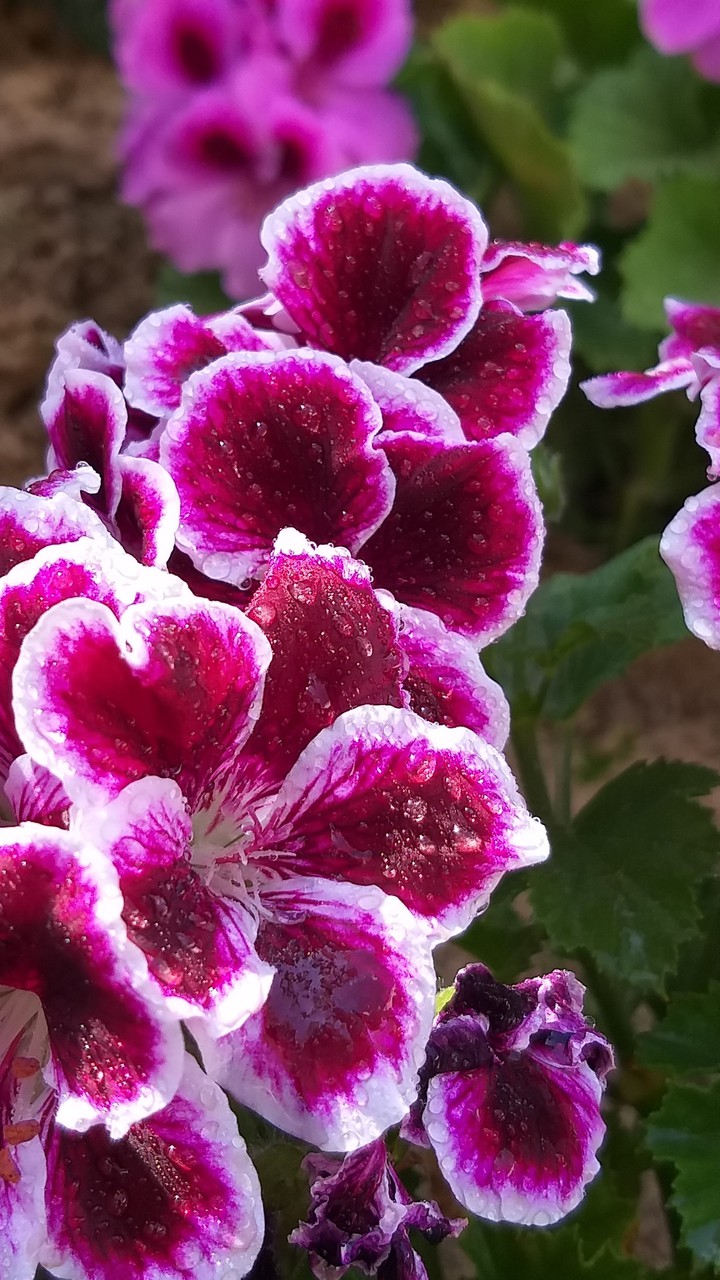 spring flower