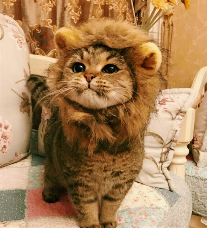 Мило
