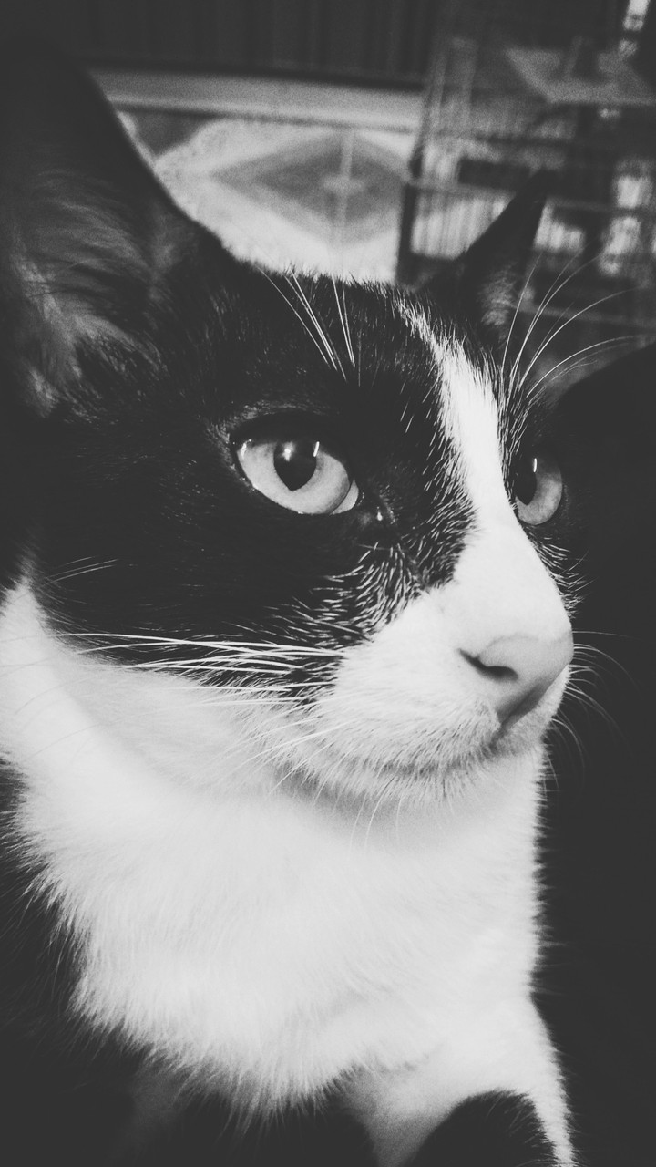 cats