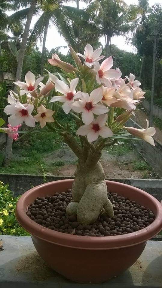 Adenium