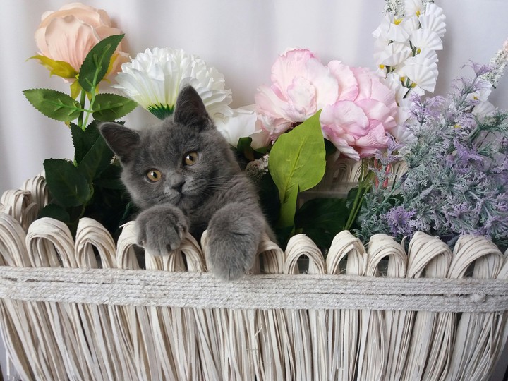 Котик