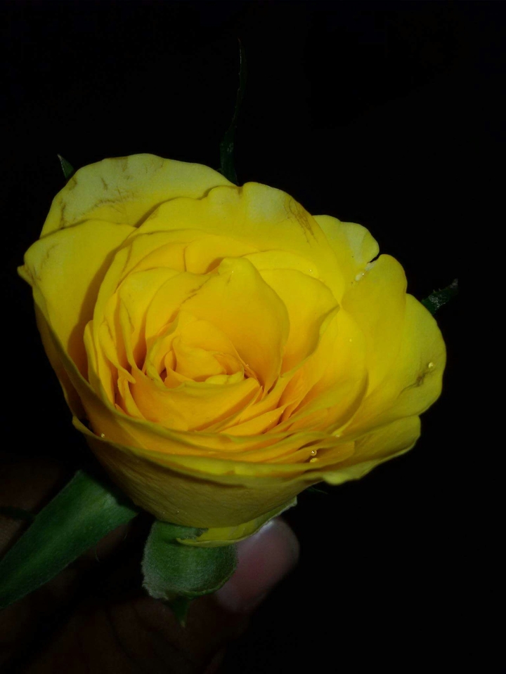 yellow rose