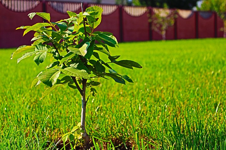 Little tree.