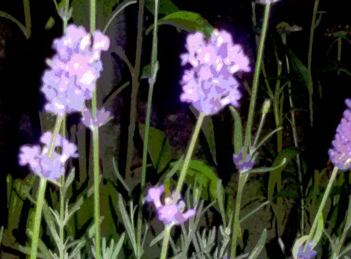 Lavendel die Nächtliche