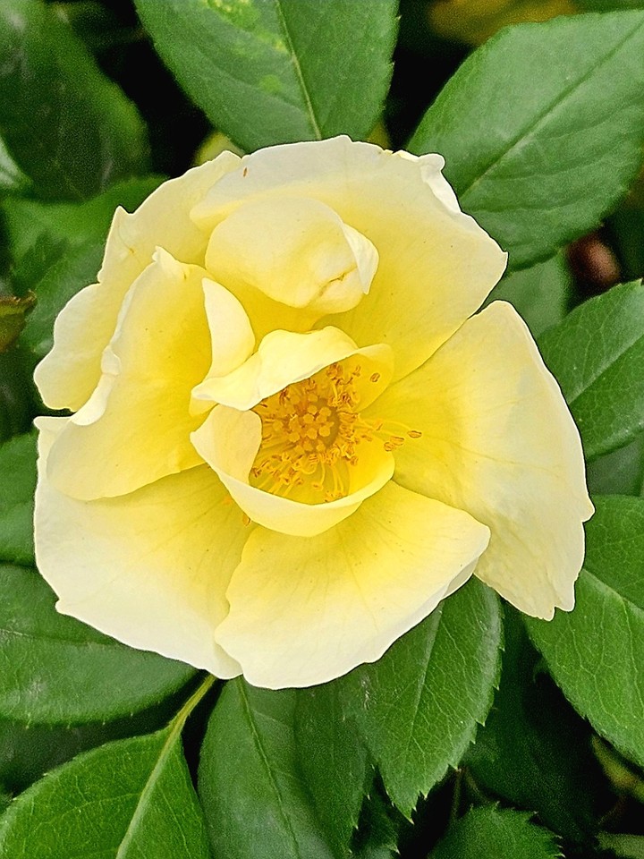 sfondi flower, shrub