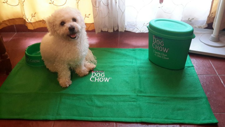 Promocionando a Dog Chow