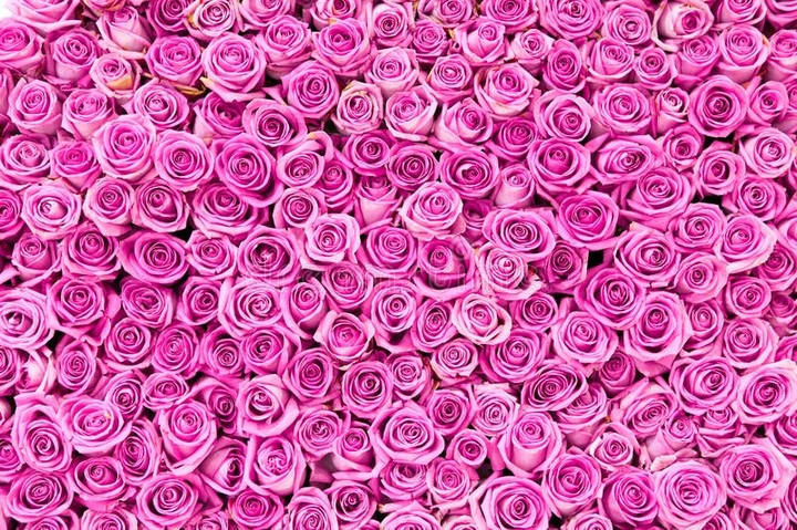 Pink Roses