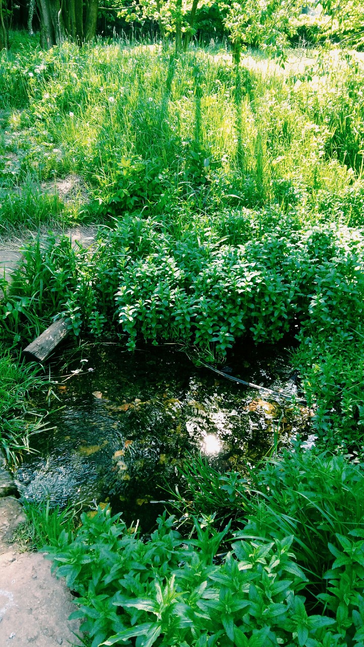 Stream