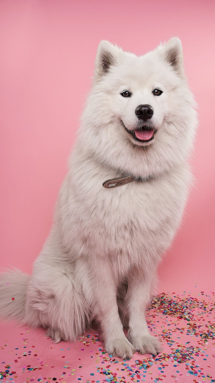 WALLPAPER