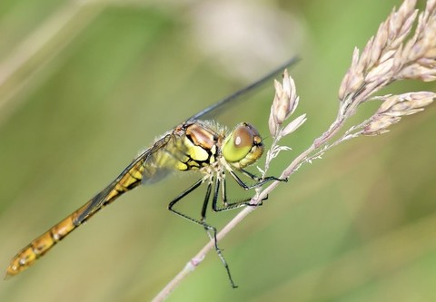 sfondi Close-up, hymenopterans