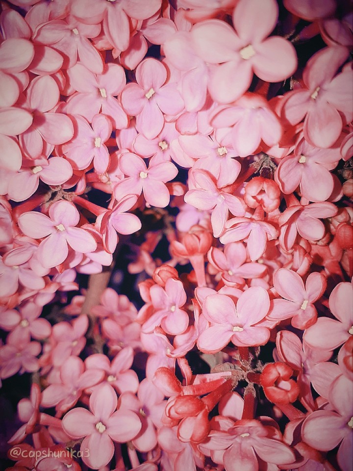 Beautiful flowers