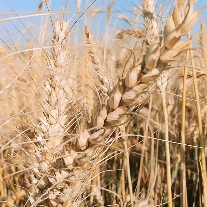 grains