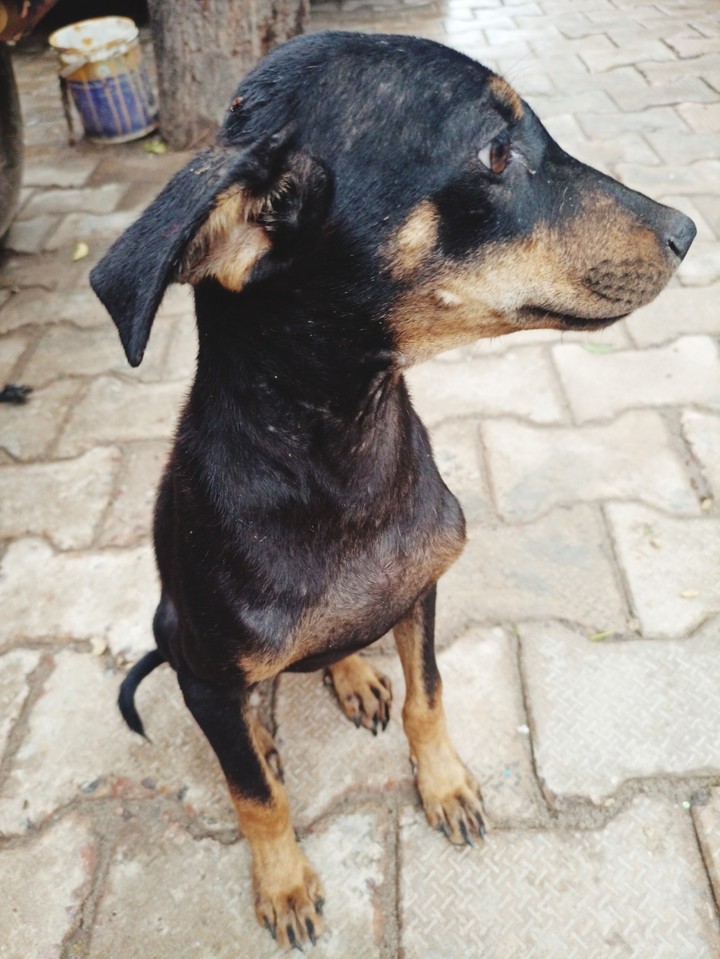 Street Dog