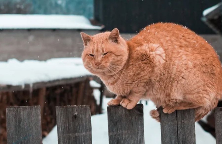 猫