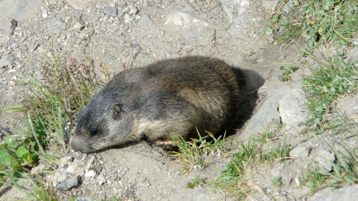 Ureinwohner die Murmeltiere