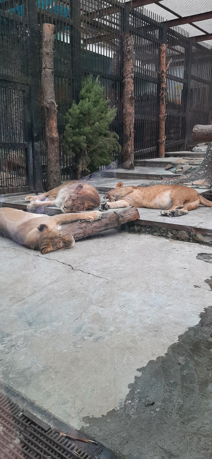 lions
