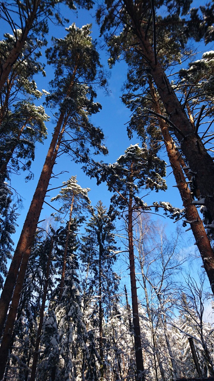forest