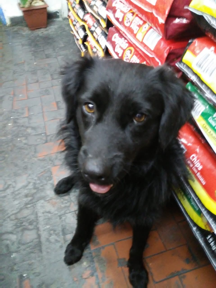 Cachorro