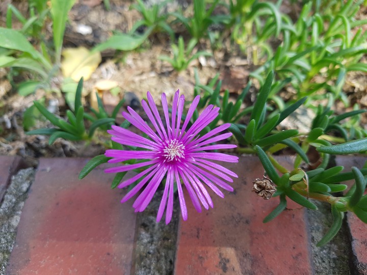 이름 모를 예쁜 꽇