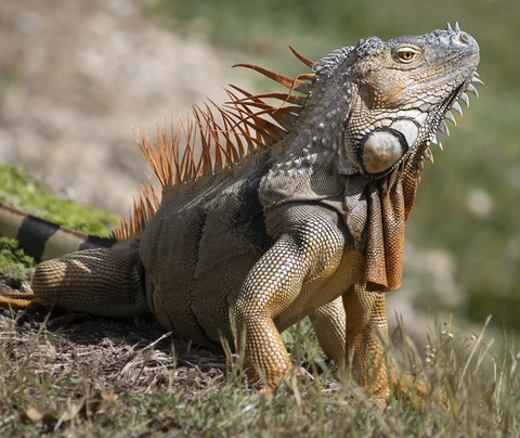 шпалери snout, reptile
