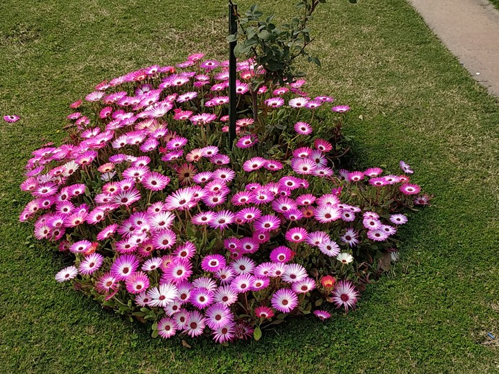 Nature's delight