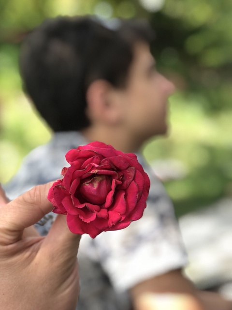 fonds d'écran plant, flower