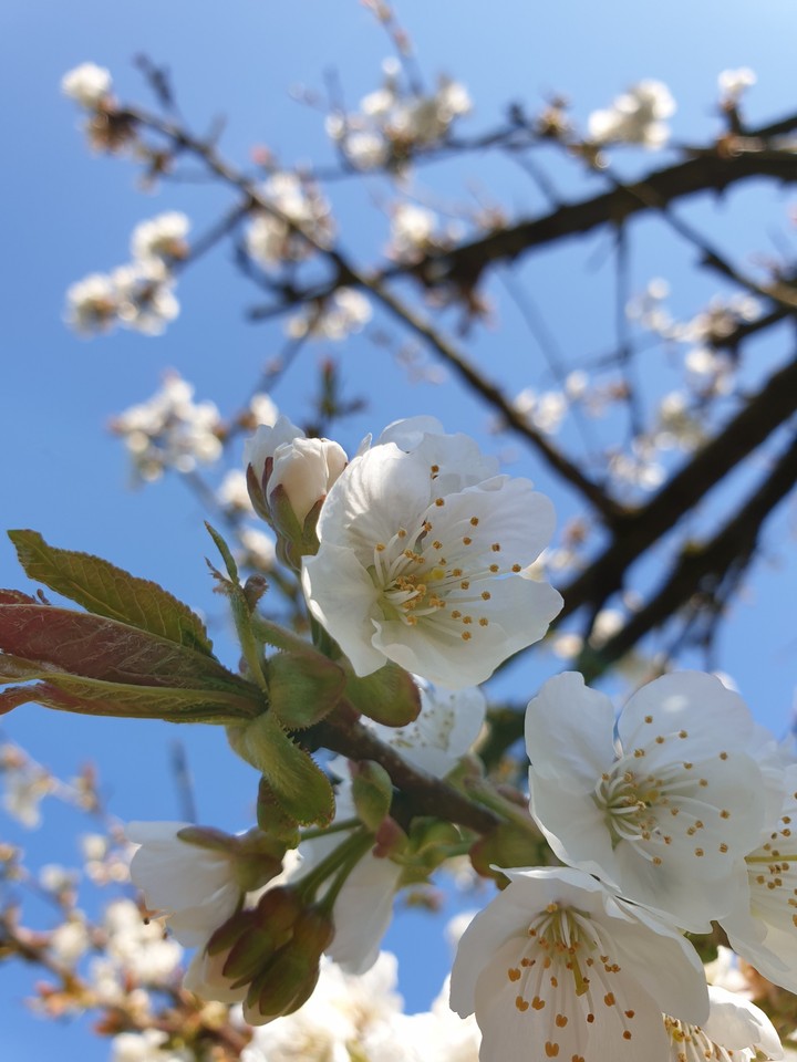 cherry blossom