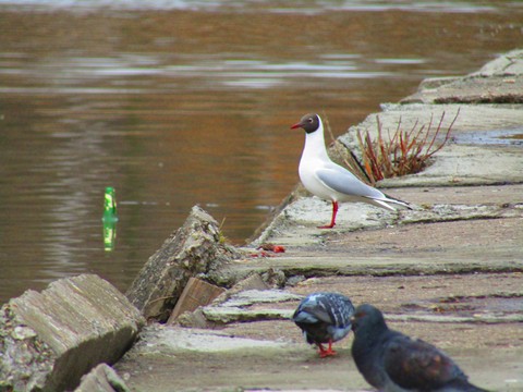 bird, beak桌布