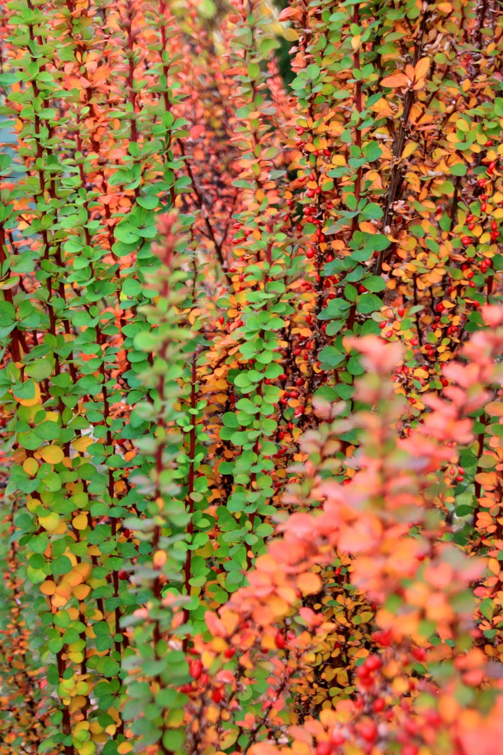 Background. Autumn barberry